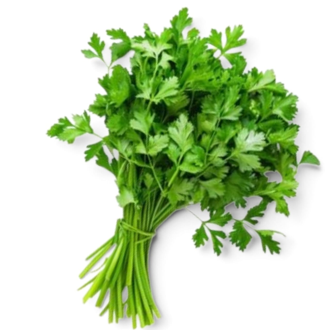 بقدونس 2 Parsley - Image 1