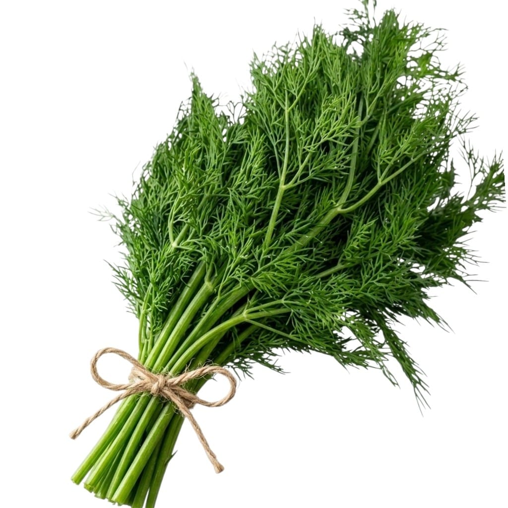 شبت dill - Image 1